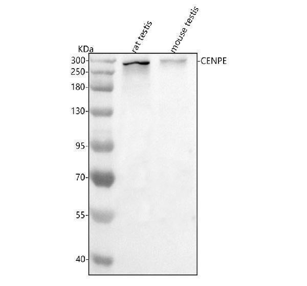 Anti-Cenpe Antibody Picoband®