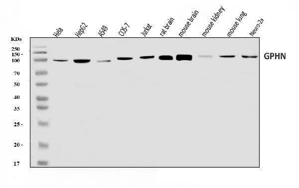 Anti-Gephyrin/GPHN Antibody Picoband®