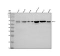 Anti-RBCK1 Antibody Picoband®