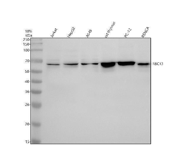 Anti-RBCK1 Antibody Picoband®