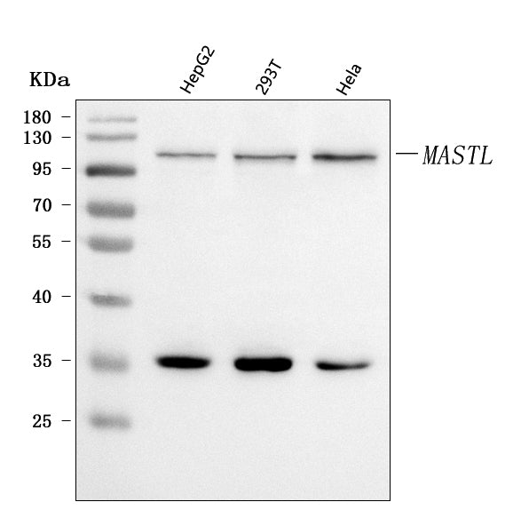 Anti-GWL/MASTL Antibody Picoband®
