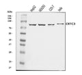 Anti-CRTC3 Antibody Picoband®