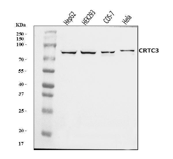 Anti-CRTC3 Antibody Picoband®