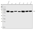 Anti-EHD3 Antibody Picoband®
