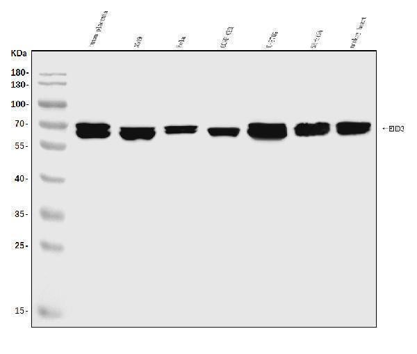 Anti-EHD3 Antibody Picoband®