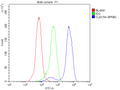 Anti-CLEC9A Antibody