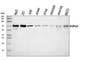 Anti-DCP1A Antibody Picoband®