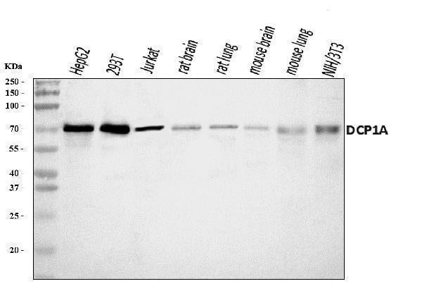 Anti-DCP1A Antibody Picoband®