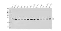 Anti-RAB1B Antibody Picoband®