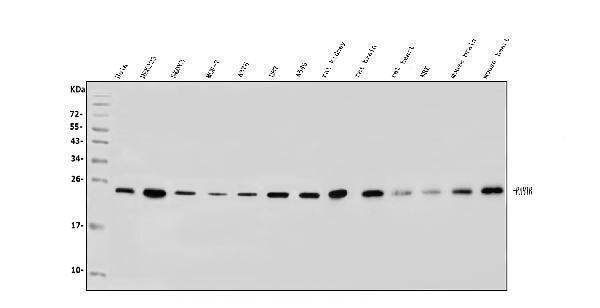 Anti-RAB1B Antibody Picoband®