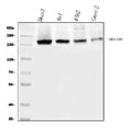 Anti-EVI1/MECOM Antibody Picoband®