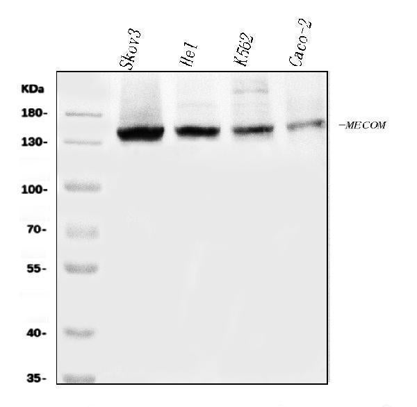 Anti-EVI1/MECOM Antibody Picoband®