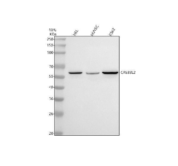 Anti-CREB3L2 Antibody Picoband®