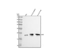 Anti-CD42a/GP9 Antibody Picoband®