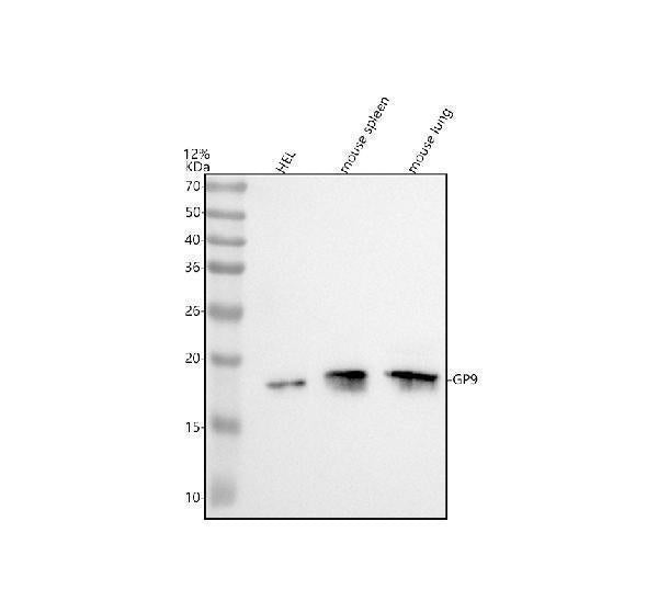 Anti-CD42a/GP9 Antibody Picoband®