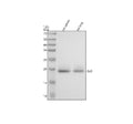 Anti-CD42a/GP9 Antibody Picoband®