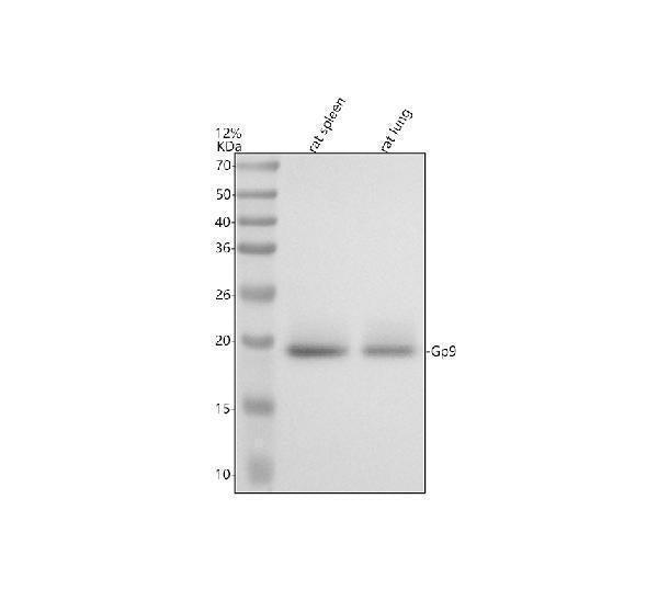 Anti-CD42a/GP9 Antibody Picoband®