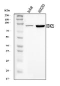 Anti-DDX21 Antibody Picoband®