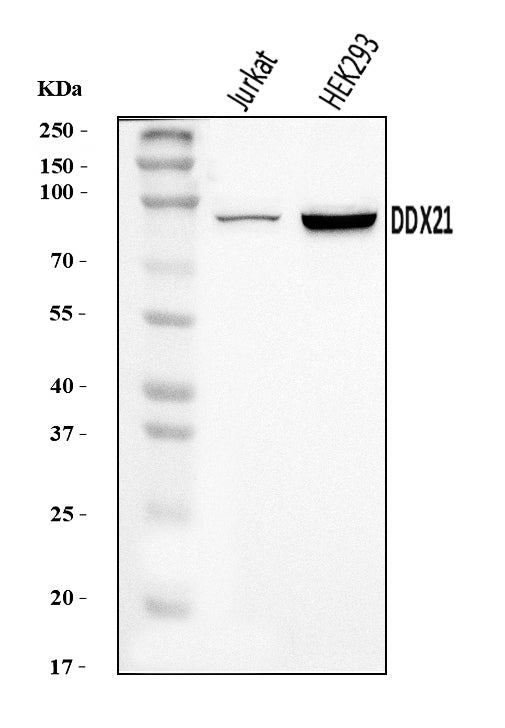 Anti-DDX21 Antibody Picoband®