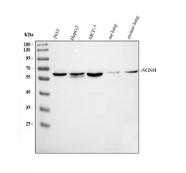 Anti-HSS/SGSH Antibody Picoband®