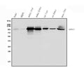 Anti-ALDH1L1 Antibody Picoband®