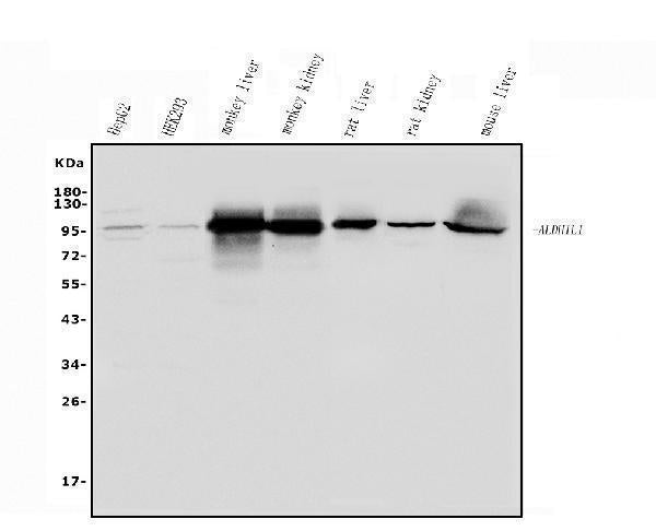 Anti-ALDH1L1 Antibody Picoband®