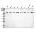Anti-GARS1 Antibody Picoband®