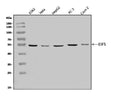 Anti-EIF5 Antibody Picoband®