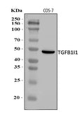 Anti-HIC5/TGFB1I1 Antibody Picoband®