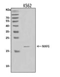 Anti-MAFG Antibody Picoband®