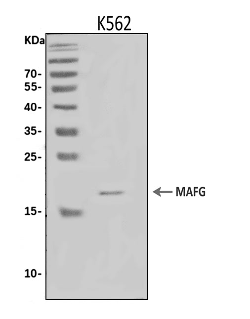 Anti-MAFG Antibody Picoband®