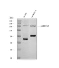 Anti-ADAMTS9 Antibody Picoband®