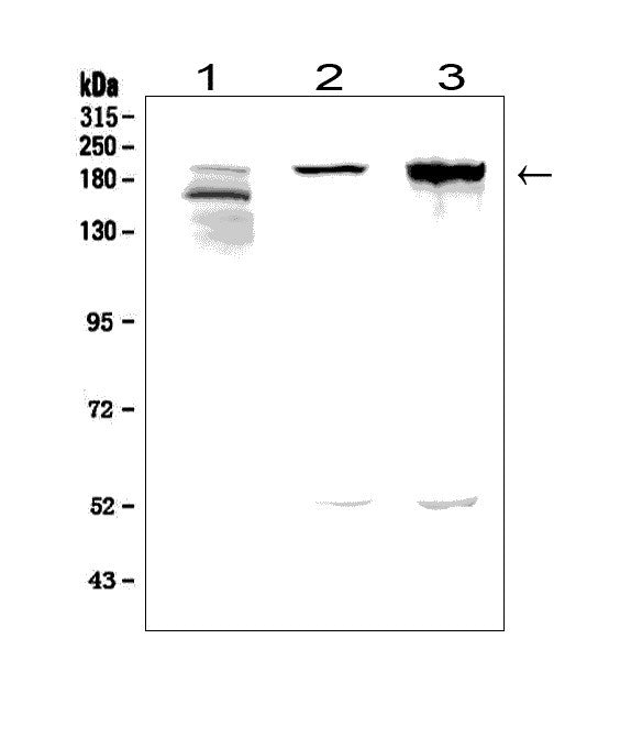Anti-Agrin/AGRN Picoband® Antibody