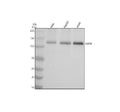 Anti-NEK9 Antibody Picoband®