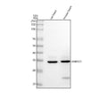 Anti-ANKRD1 Antibody Picoband®