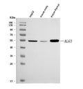 Anti-ALG3 Antibody Picoband®