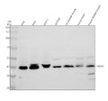 Anti-TMOD1 Antibody Picoband®