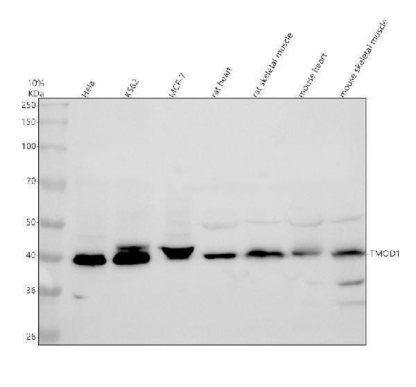 Anti-TMOD1 Antibody Picoband®