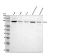 Anti-HELLS Antibody Picoband®