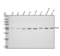 Anti-PSMA6 Antibody Picoband®