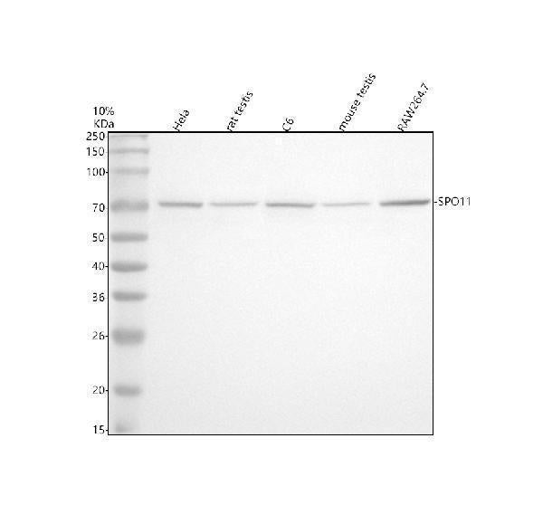 Anti-SPO11 Antibody Picoband®