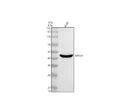 Anti-NPY2R Antibody Picoband®