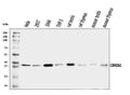 Anti-CSNK2A2 Antibody Picoband®