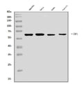 Anti-DAI/ZBP1 Antibody Picoband®