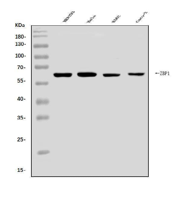 Anti-DAI/ZBP1 Antibody Picoband®