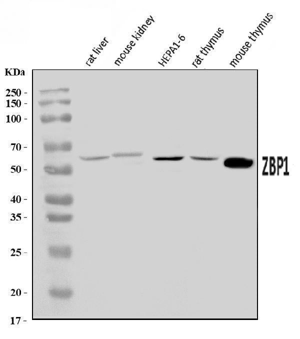 Anti-DAI/Zbp1 Antibody Picoband®