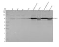 Anti-SLC25A12 Antibody Picoband®