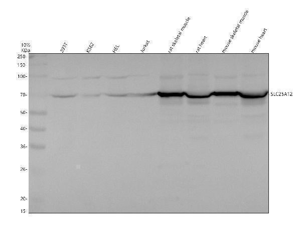 Anti-SLC25A12 Antibody Picoband®