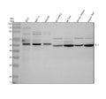 Anti-SIL1 Antibody Picoband®