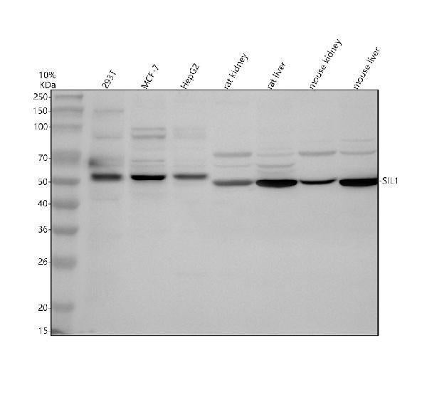 Anti-SIL1 Antibody Picoband®